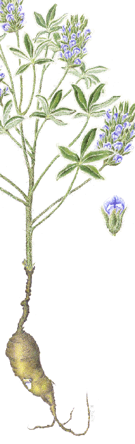 Indian Breadroot illustration in colored pencil by Karla Beatty