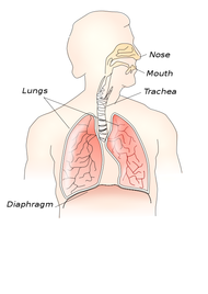 Medical illustration of lungs and the upper digestive organs.