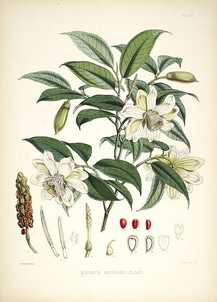 Vintage watercolor painting of a white flowering plant with seeds and pods and buds.