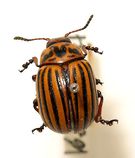 The colorful striped back of a Colorado potato beetle.