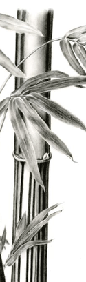 Graphite drawing of H. bambusa, the bamboo plant of Asia.