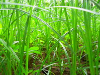 Green grass stalks of a healthy organic lawn.
