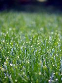 Green grass in a well-kept lawn.