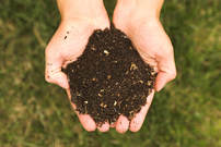 A handful of compost which may be used to make compost tea.