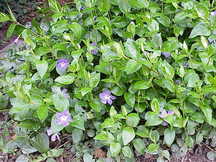 Flowering plant of a vinca ground cover.