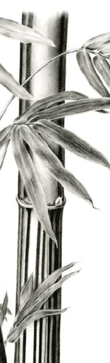 Black and white drawing of a bamboo plant.