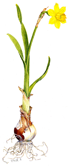 Botanical illustration of a daffodil and its bulb.