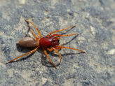 Red Woodlouse Spider, Dysdera Crocata