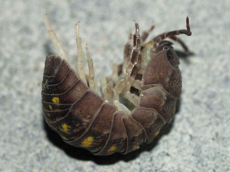 A sow bug roly poly insect.