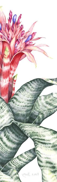 A watercolor painting of an Aechmea fasciata flowering plant