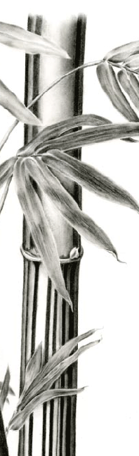 Botanical Illustration of a bamboo plant, Bambusa vulgare